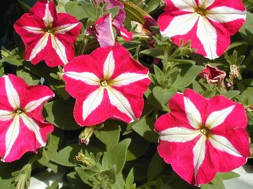 راهنمای نگهداری و پرورش گل و گیاهان زینتی - گل اطلسی